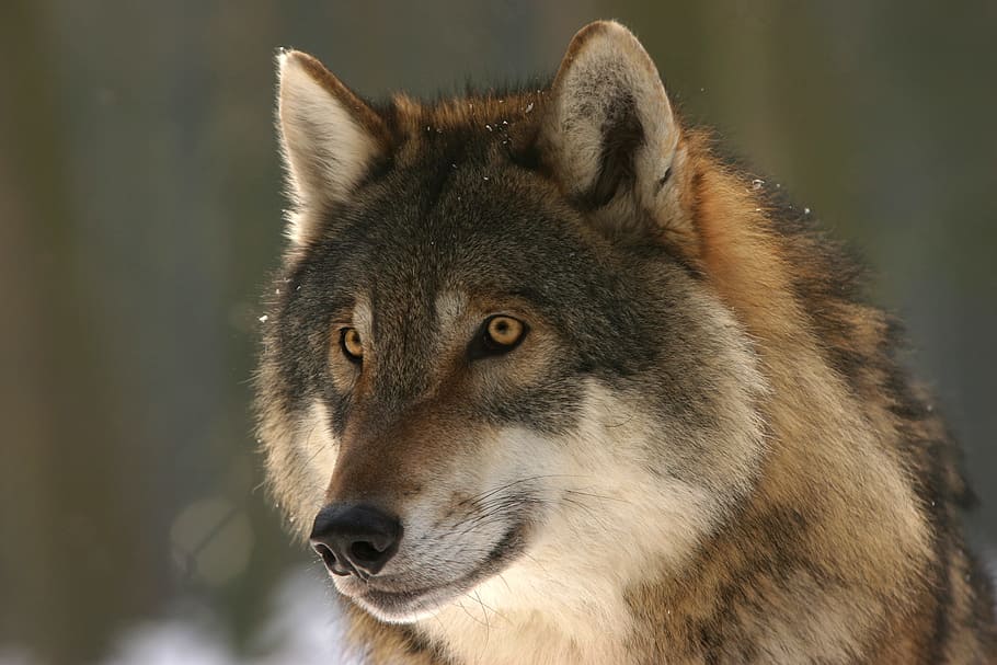 photo of gray and brown wolf, zoo, canis lupus, canine, mammal, HD wallpaper