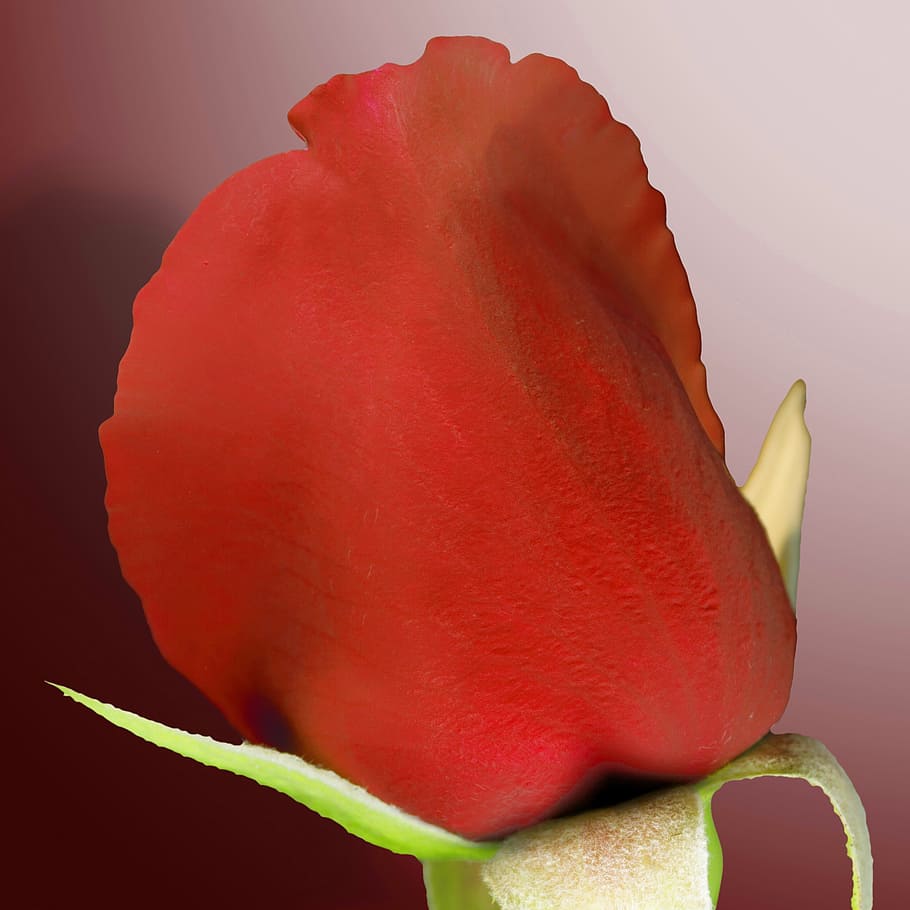 pink, flower, red, bud, close-up, beauty in nature, freshness HD wallpaper