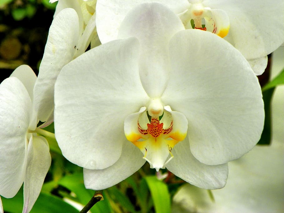 plant, flower, garden, flowers, orchid, yellow, bamboo orchid, HD wallpaper