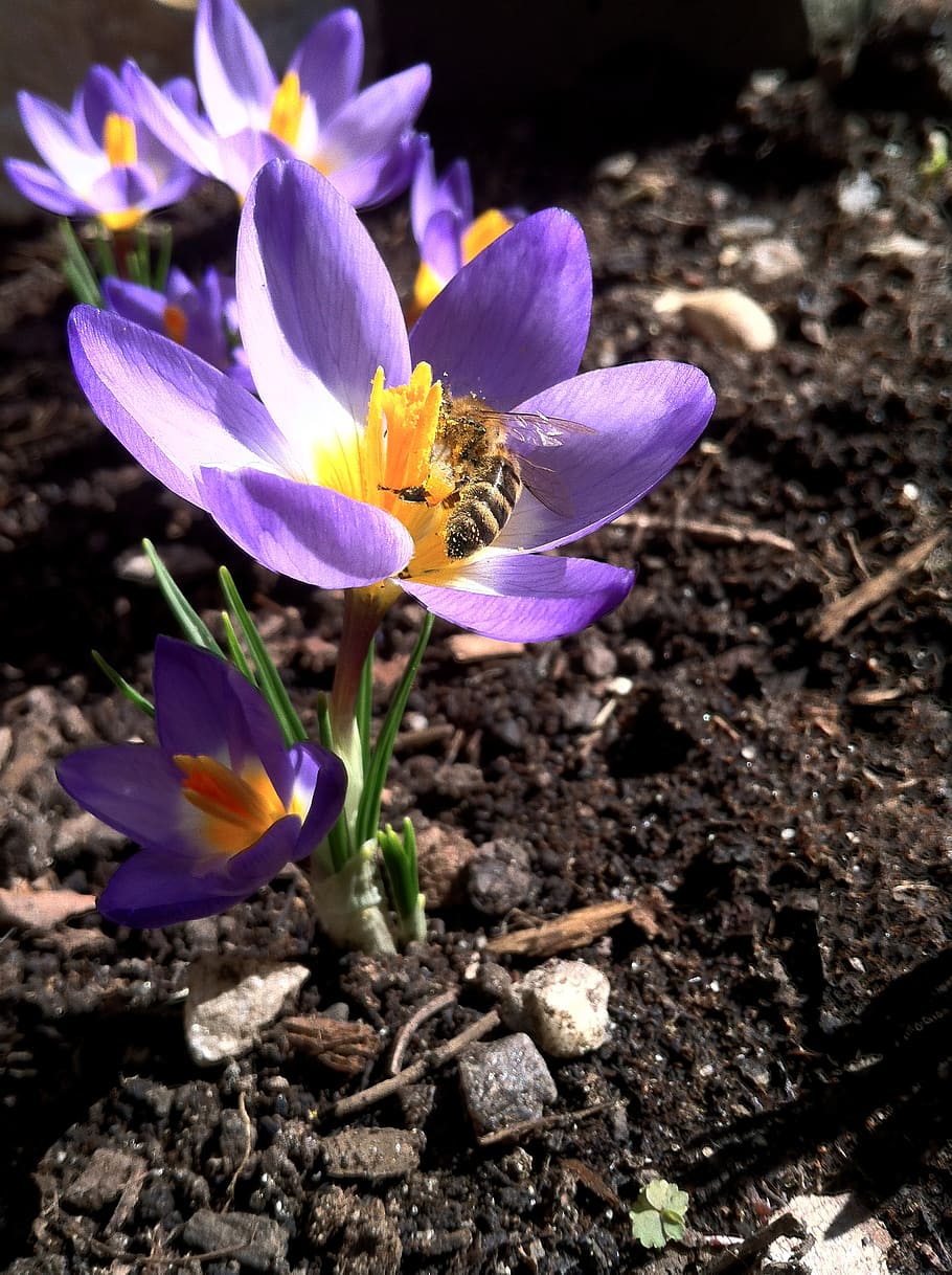 crocus, spring, blossom, bloom, flower, purple, close, bee HD wallpaper