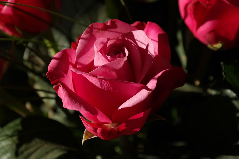 close up shot of red roses, flower, plant, rose bloom, blossom HD wallpaper