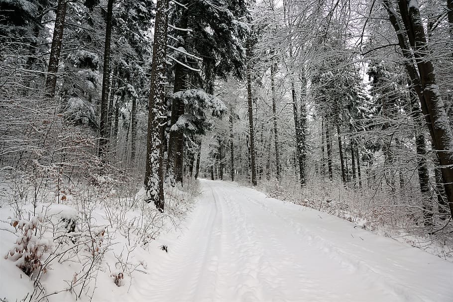 snow, winter, wood, tree, cold, landscape, season, frozen, frost HD wallpaper