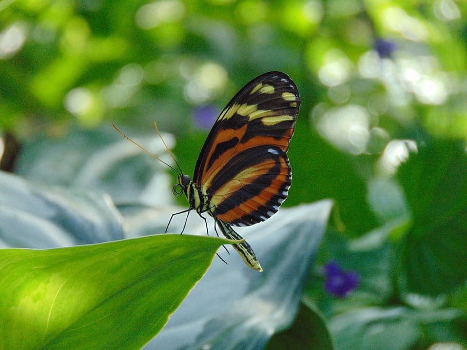 Butterfly, Leaf, Wallpaper, Garden, nature, one animal, insect HD wallpaper