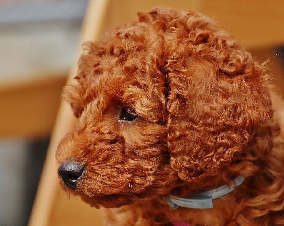 brown toy poodle puppy close-up photo, dog, young animal, fur