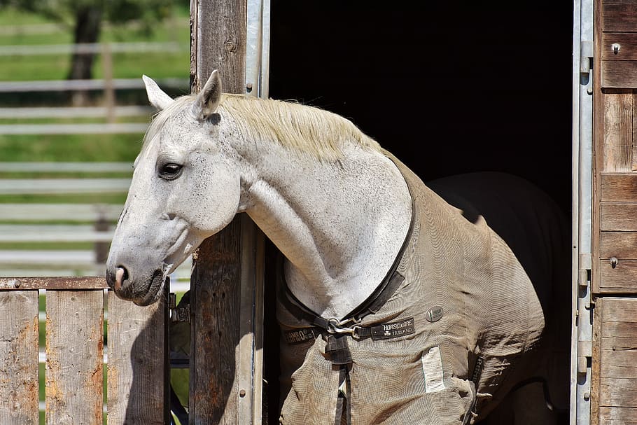 horse, mold, stall, box, cute, white horse, animal, animal world HD wallpaper