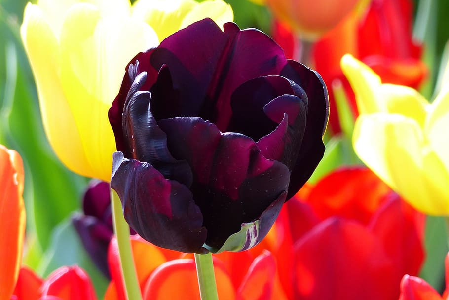 tulip, wine red, ludwigsburg germany, flower, flowering plant, HD wallpaper