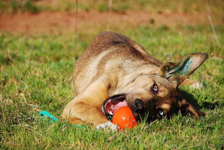 Dog, Puppy, Junghans, Ears, Ball, Play, grass, one animal, animal themes HD wallpaper