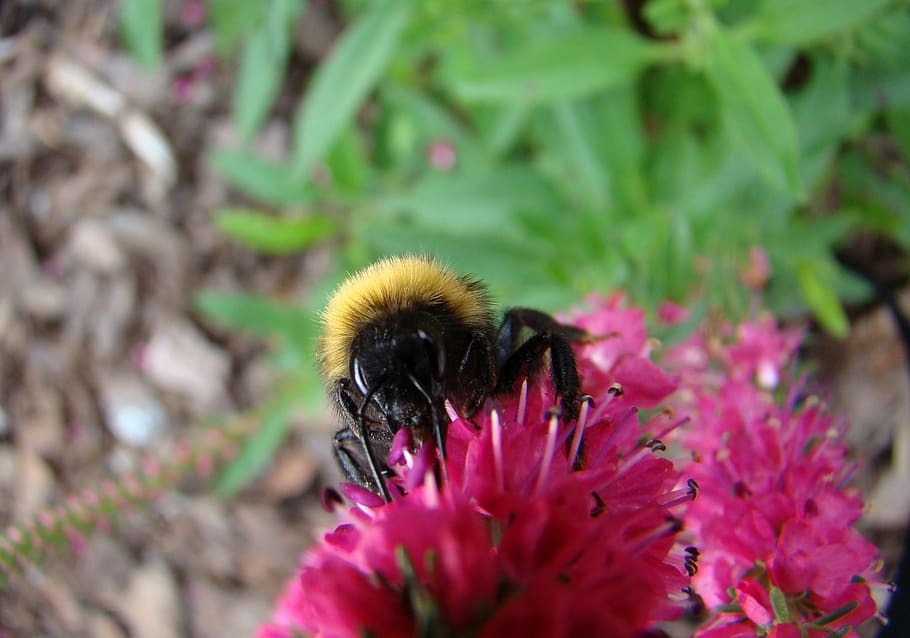 Bumblebee, Insect, Flower, Summer, one animal, animals in the wild HD wallpaper