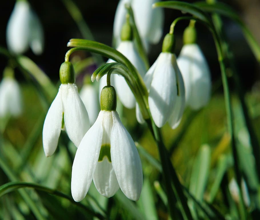 white Dancing orchid, snowdrop, flowers, spring, nature, bloom HD wallpaper