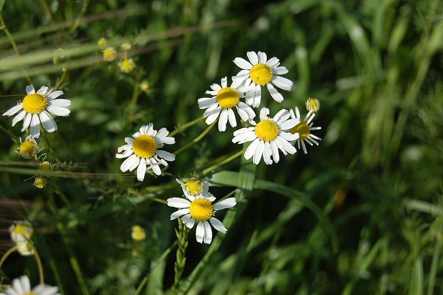 chamomile, matricaria chamomilla, flowering plant, freshness HD wallpaper
