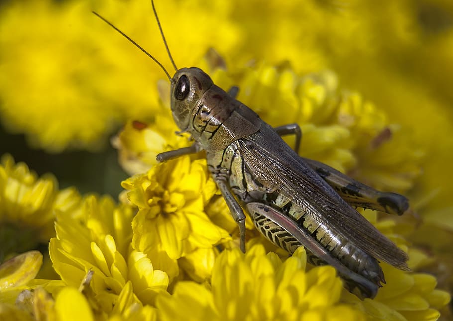 grasshopper, bug, insect, nature, wildlife, yellow, natural HD wallpaper