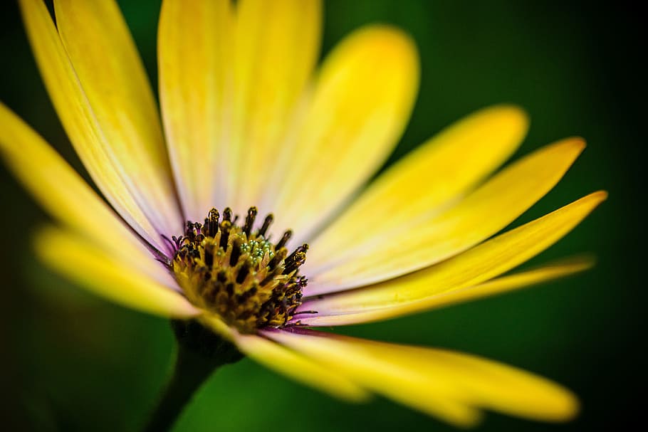 Macro shot of yellow flower details, nature, flowers, natural HD wallpaper