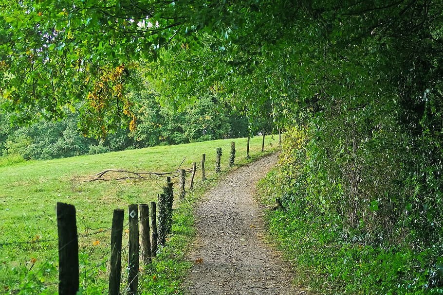pathway underneath trees, Forest, Away, Nature, forest path HD wallpaper