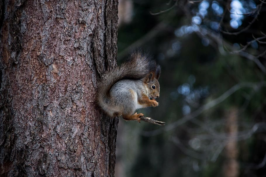 squirrel, forest, nature, brown, trees, pine, tree trunk, one animal HD wallpaper
