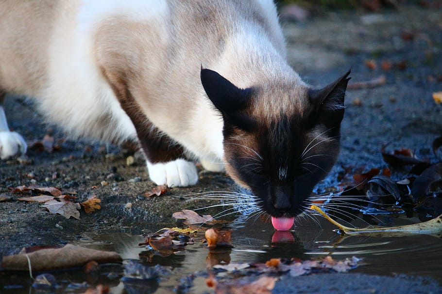 cat drinking a water during daytime, puddle, tongue, siamese cat HD wallpaper