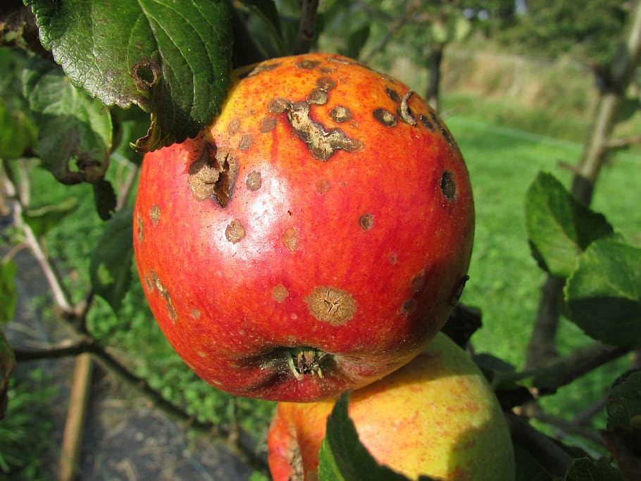 rotten red apple on tree, blight, decay, disease, corruption HD wallpaper