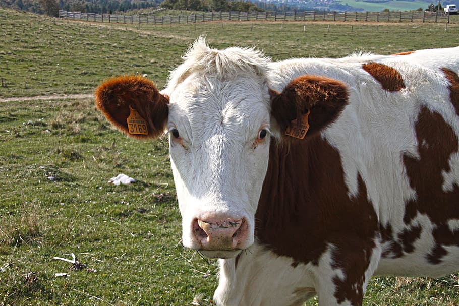 Animals, Cow, Pasture, livestock, cattle, domestic animals HD wallpaper