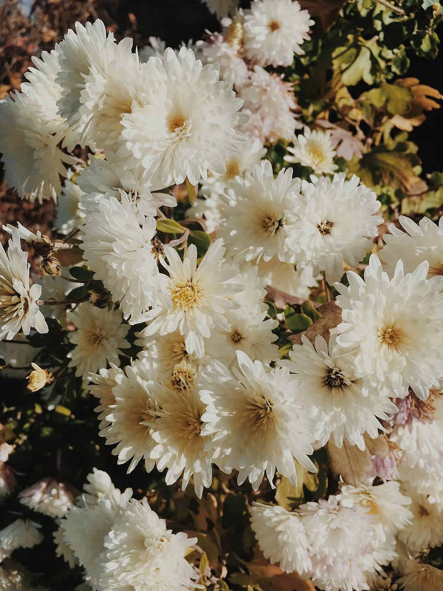 bouquet of white daisy flowers, closeup of white petaled flowers HD wallpaper