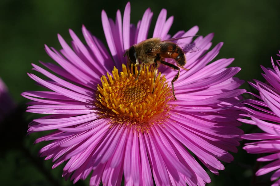 Marcinek, Bee, Dinner, flower, purple, fragility, petal, nature HD wallpaper