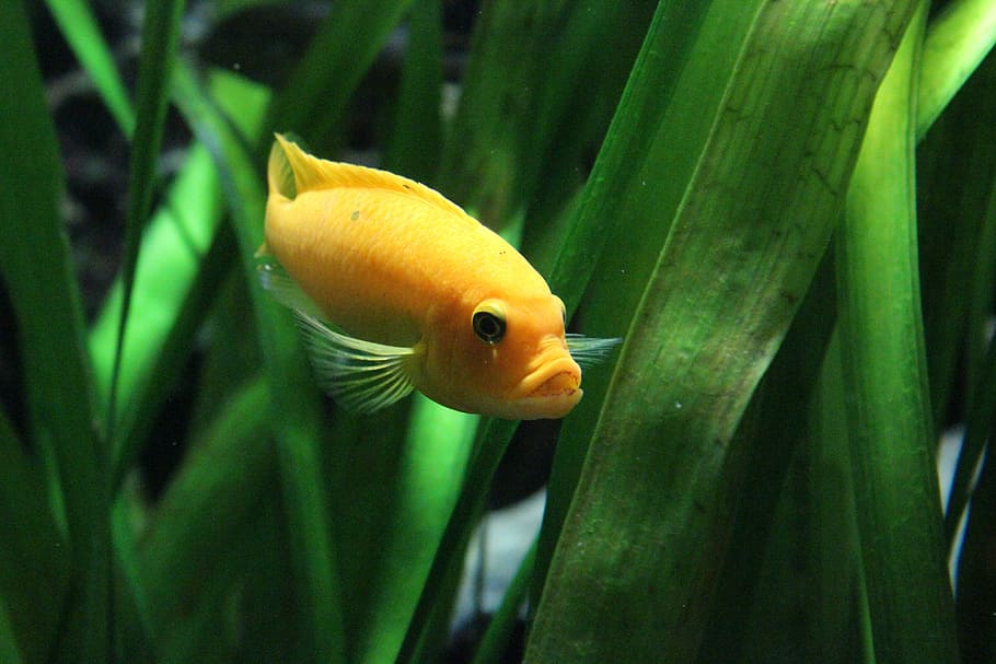 yellow fish beside green leaves, orange, ocean, water, sea HD wallpaper
