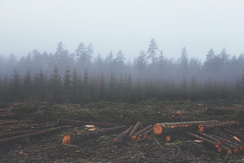 brown logs on green grassland during daytime, deforestation HD wallpaper