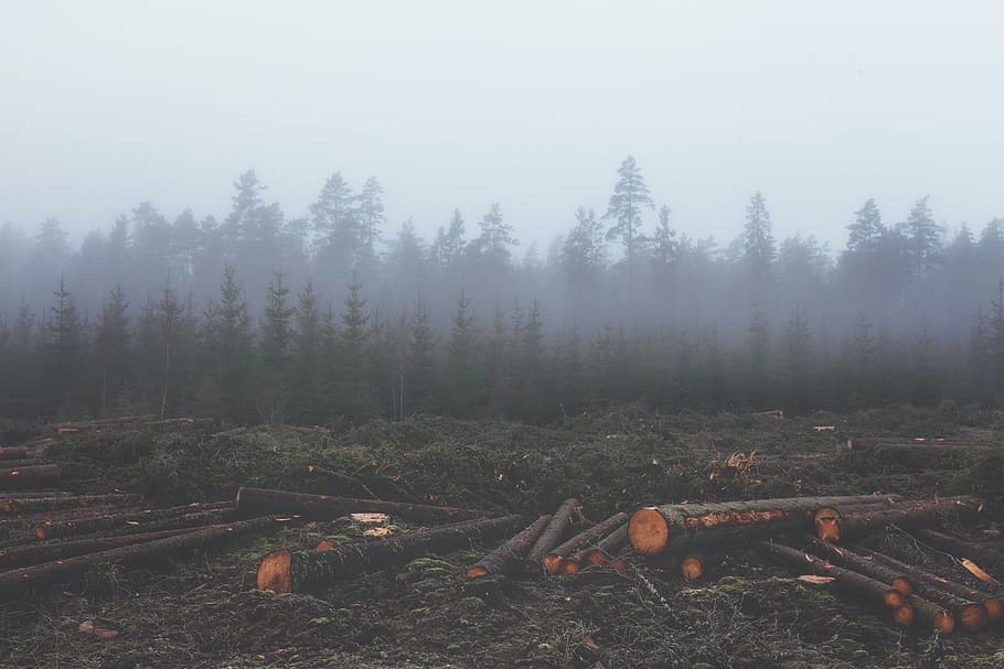 brown logs on green grassland during daytime, deforestation HD wallpaper