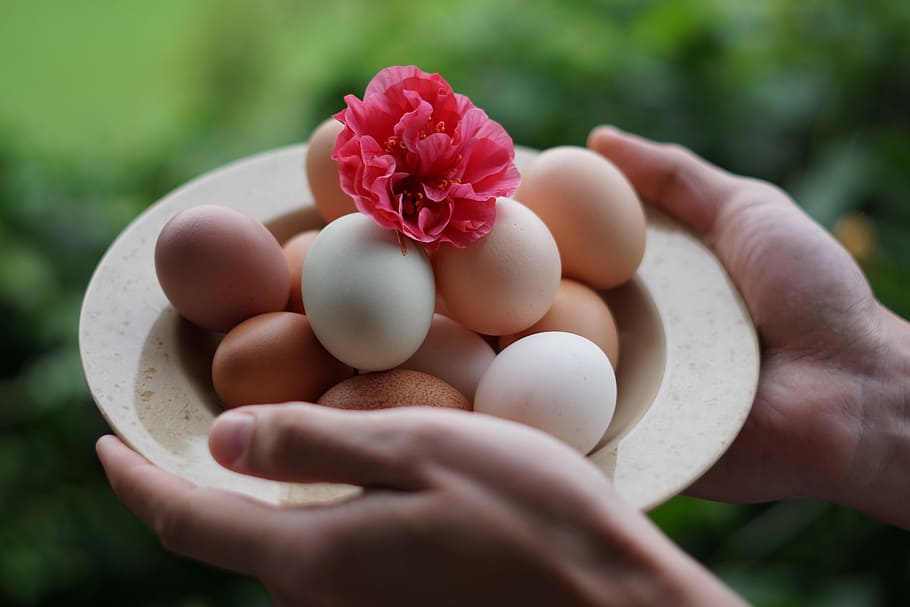 person holding bowl full of eggs, person holding round brown ceramic plate with eggs HD wallpaper