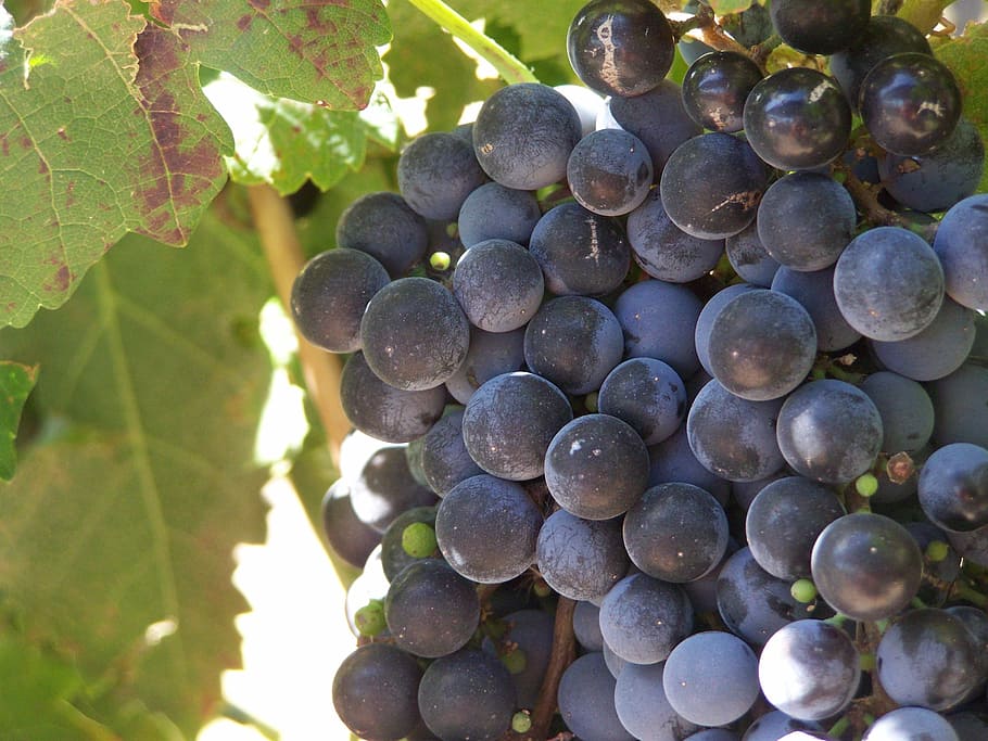 grape, fruit, food, nutrition, organic, vineyard, growth, healthy eating HD wallpaper