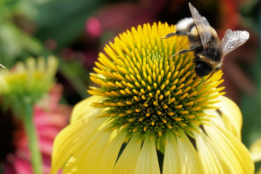 bumble bee perching on yellow flower in close-up photography HD wallpaper