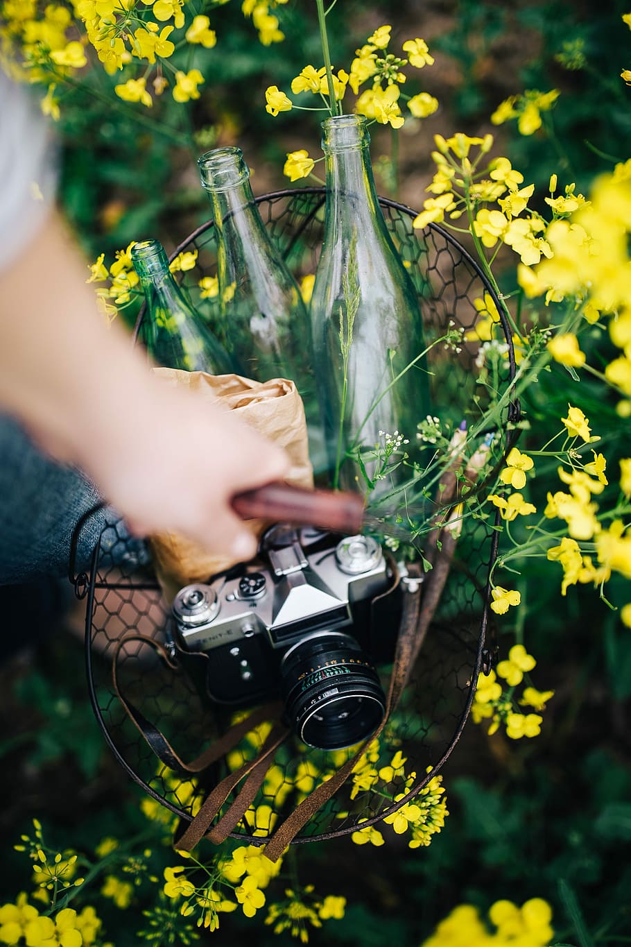 Woman with vintage camera in the field of blooming rapes, summer, HD wallpaper