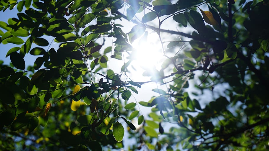 light filtering, leaves, tree, leaf, plant part, sunlight, low angle view HD wallpaper