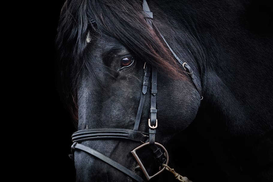 black horse in closeup photography, stallion, equestrian, equine, HD wallpaper
