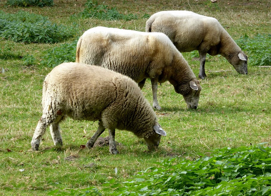 sheep, wool, pasture, graze, livestock, agriculture, mammal HD wallpaper