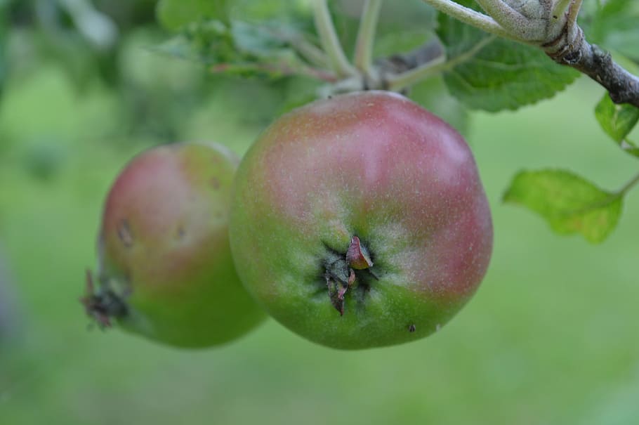apples, apple tree, fruit, orchard, healthy, mat, nature, movies HD wallpaper