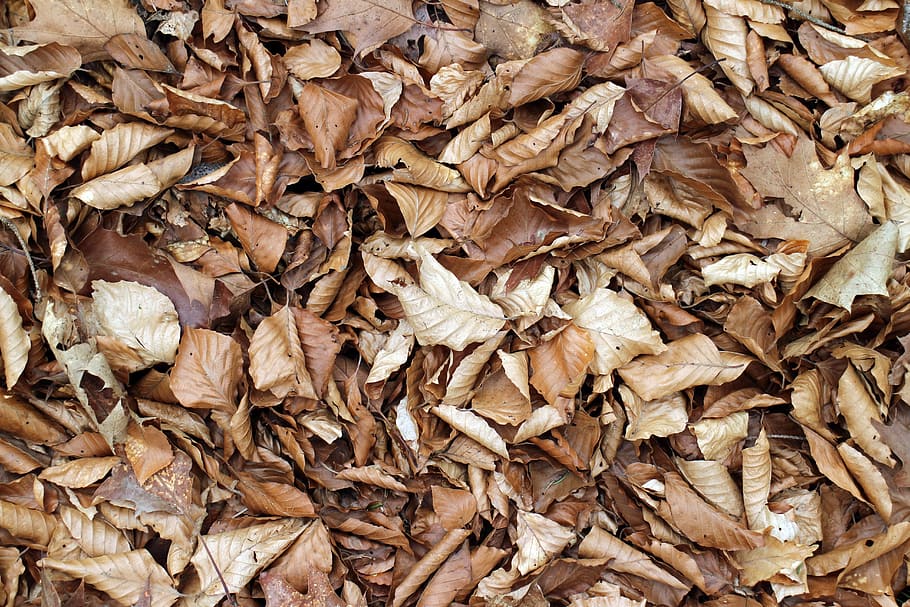 leaves, fall foliage, sheet rain, leaf, nature, autumn, backgrounds HD wallpaper
