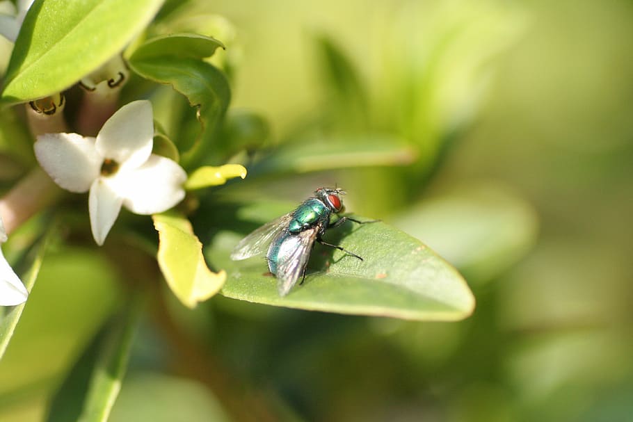 fly, nature, plant, green, bottle, close-up, leaf, insect, garden HD wallpaper