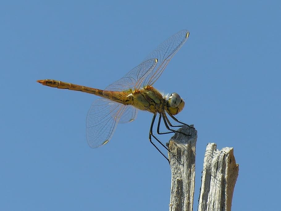 dragonfly, blue sky, bug, wings, nature, summer, greece, insect HD wallpaper