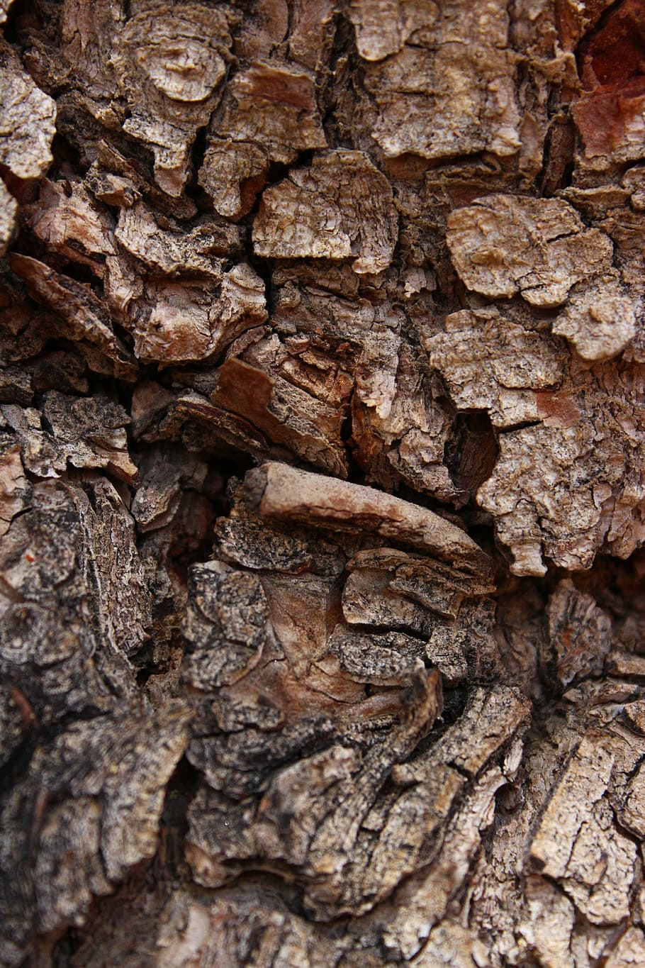pine, tree, bark, texture, full frame, backgrounds, textured HD wallpaper