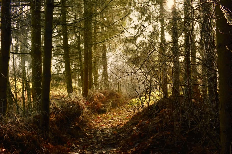 forest, sunlight, nature, tree, autumn, woodland, plant, outdoors HD wallpaper
