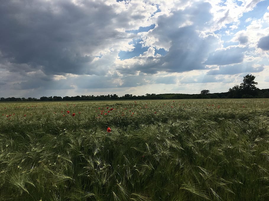 landscape, sky, field, plant, cloud - sky, growth, beauty in nature HD wallpaper