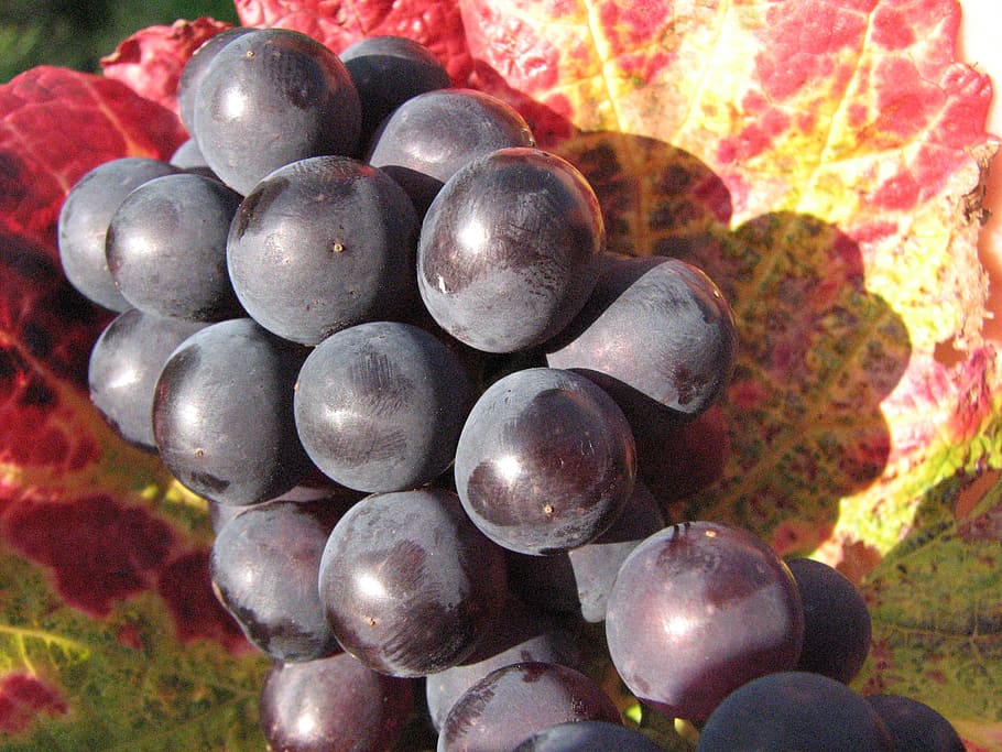 grapes, red, wine, plant, leaves, food, healthy eating, wellbeing HD wallpaper