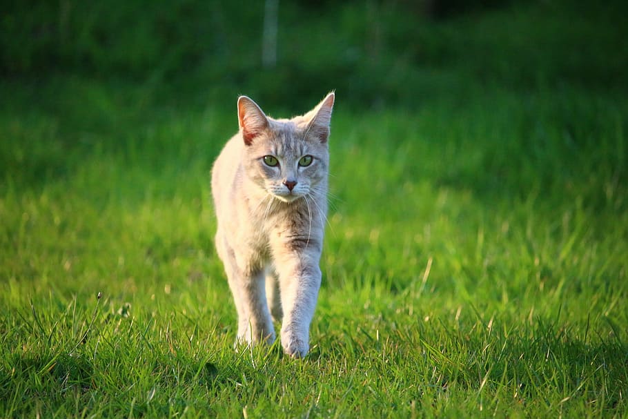 cat, kitten, mackerel, mieze, breed cat, young cat, cat baby HD wallpaper