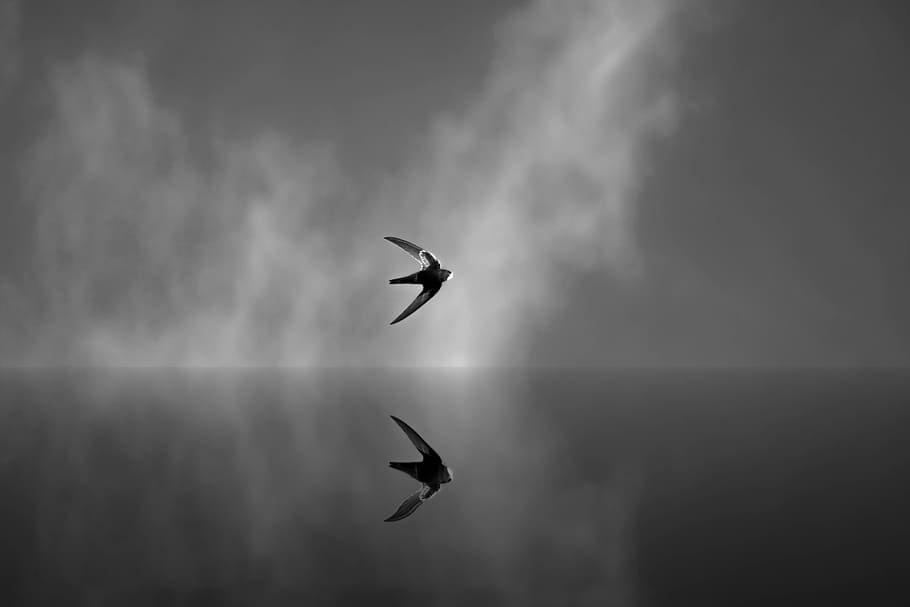 two bird flying in air, schwalbe, dom, sky, clouds, nature, black and white, HD wallpaper