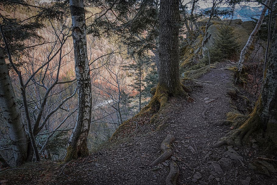 away, trees, landscape, path, forest, trunk, plant, tree trunk HD wallpaper
