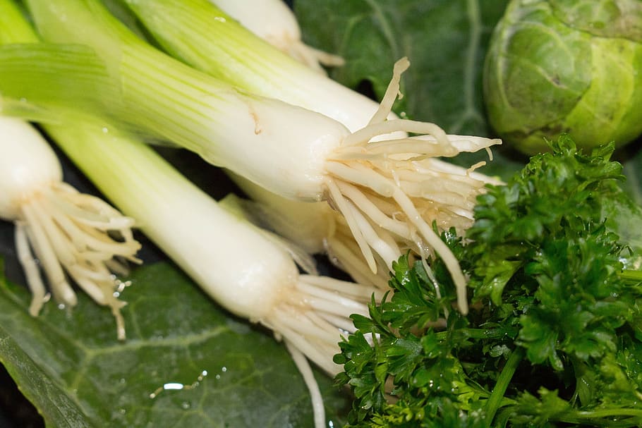 onion, vegetable, healthy, flora, leaf, food and drink, healthy eating HD wallpaper