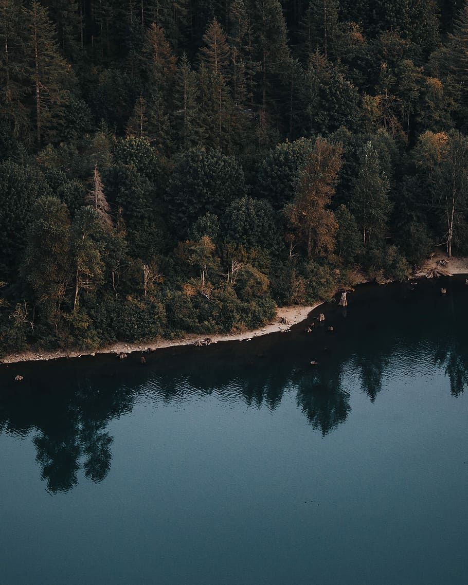 aerial photo of green forest near body of water during daytime, aerial view of pine trees near river HD wallpaper