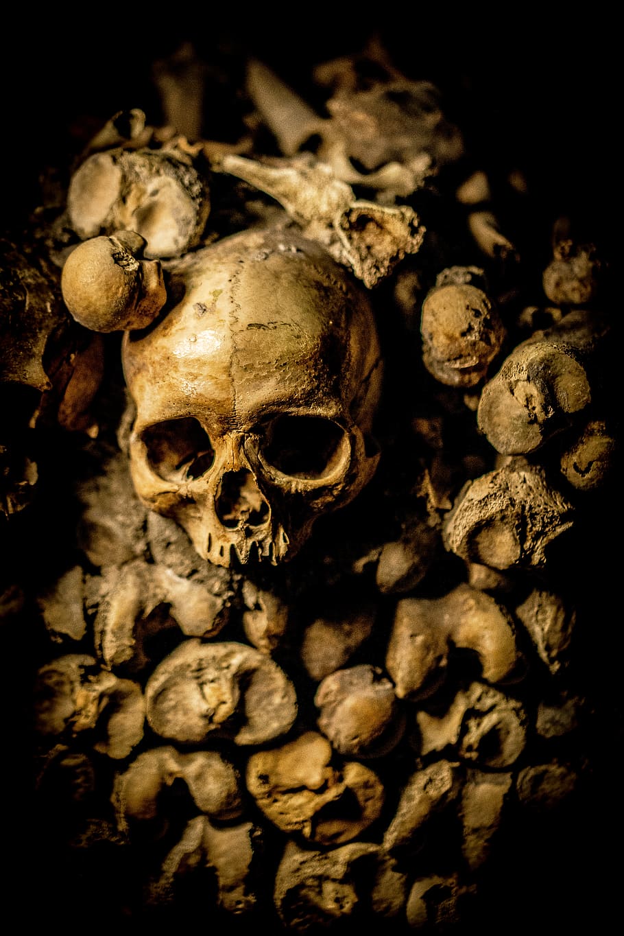 closeup photo of skull, white human skull, bone, rock, stones HD wallpaper