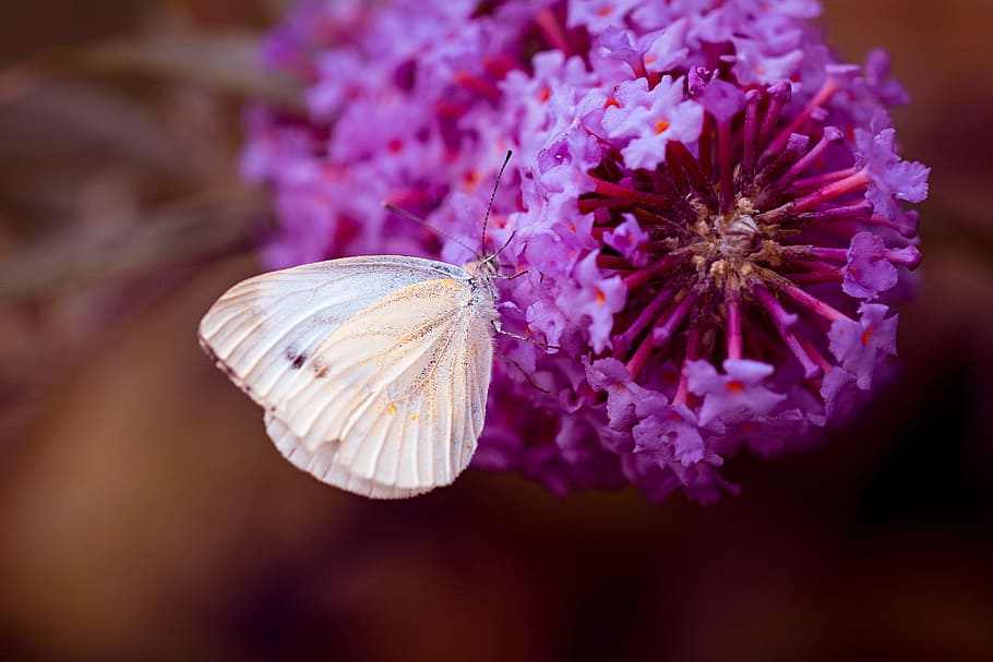 cabbage white butterfly on purple petaled flowers, large cabbage white ling, HD wallpaper