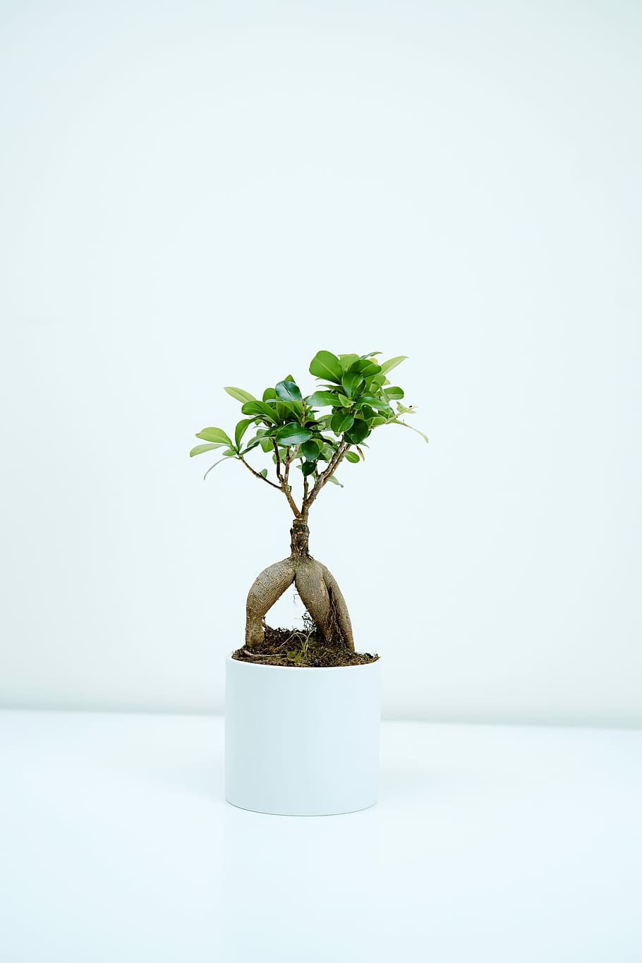 green leafed plant photography, green bonsai tree, leaves, minimal HD wallpaper