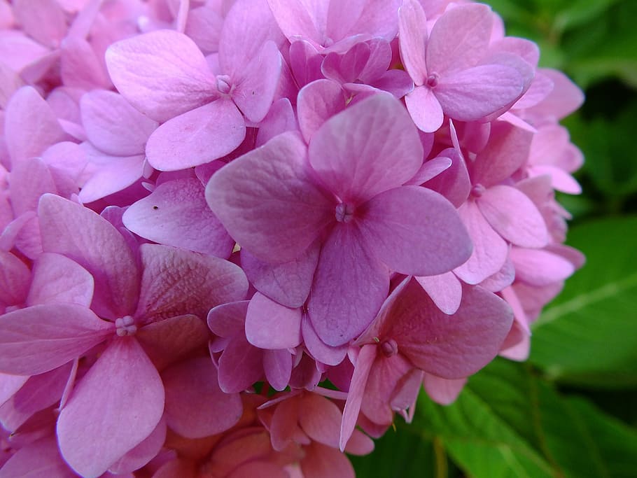 pink, hydrangea, fresh, flower, spring, bloom, blossom, pink flowers HD wallpaper